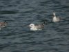 Caspian Gull at Paglesham Lagoon (Steve Arlow) (45493 bytes)